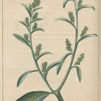 Anserine ambrosioïde.