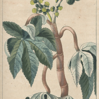 Ricin arbre.