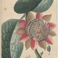 Grenadille quadrangulaire.