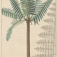 Polipode en arbre