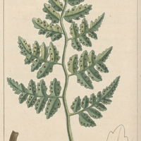 Calaguala.
