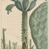 Cactier reticulé