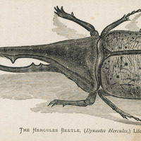 The Hercules Beetle ( Dynastes Hercules ) Life size