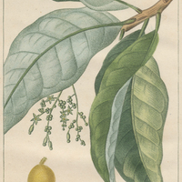 Anacardier à feuilles longues.