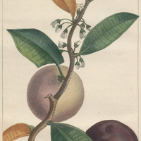 Caïmitier pomiforme.