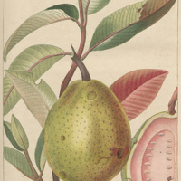Goyavier pyriforme.