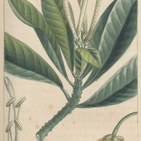 Brunsfelse