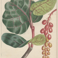 Raisinier à grappes.