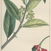 Laurier-Bourbon.