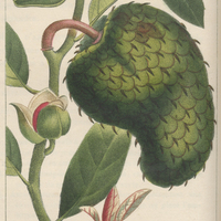 Corossolier à fruit herissé.