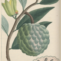 Corossolier à fruit écailleux.