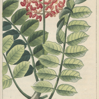 Bresillet Bâtard.