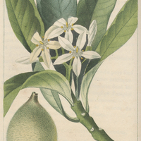 Genipayer.