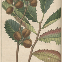 Cupani d'Amérique.