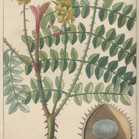 Bonduc commun.