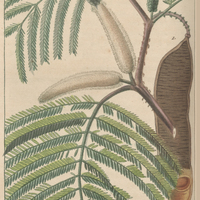 Acacie à feuilles étroites.