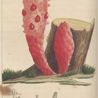 Cynomoir écarlate.