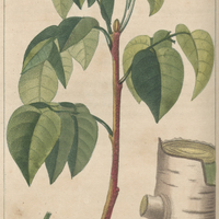 Gomart d'Amérique.