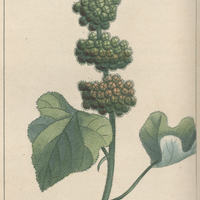 Lappulier sinué.