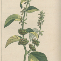 Lappulier hétérophylle.