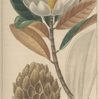 Talauma de Jussieu.