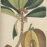 Sapotillier marmelade.