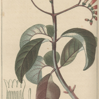 Hamel à feuilles velues.