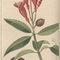 Fuchsie à grappes.