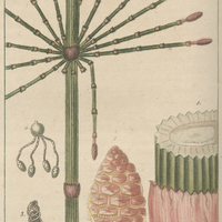 Prêle géante.