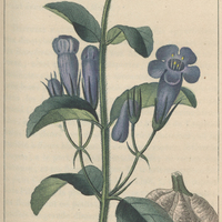 Ruellie tubéreuse.