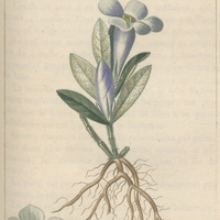 Ruellie hispide.
