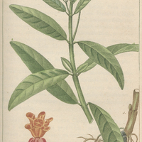 Asclépiade de curaçao.