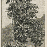 Cocoa Palm, Bread-Fruit