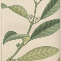 Psycotre emétique.
