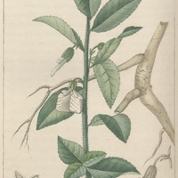 Ionidie emétique.
