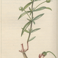Ionide à feuilles de polygala.