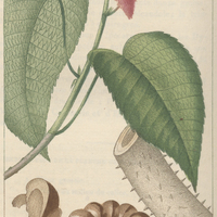 Sablier elastique.