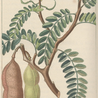 Tamarinier