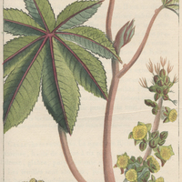 Ricin annuel.