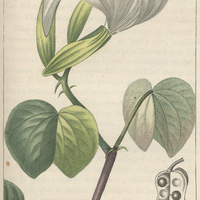 Bauhinie.