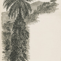 Groo-Groo Palm