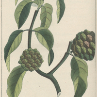 Roioc rhubarbe.