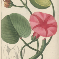 Soldanelle.