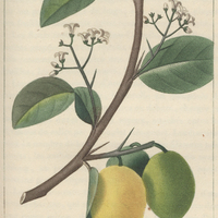 Ximénie epineuse.