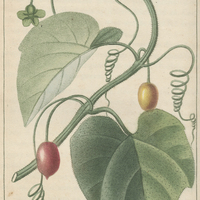 Bryone d'Amérique.