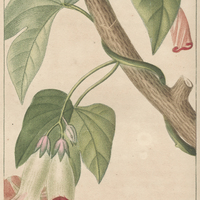 Quamoclit purgatif.