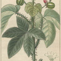 Médecinier multifide.