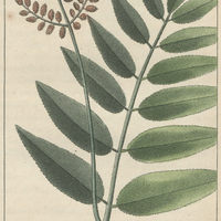 Osmonde crènelée.