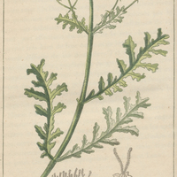 Eupatoire à feuilles de Sophie.