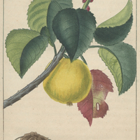 Mancenillier vénéneux.
